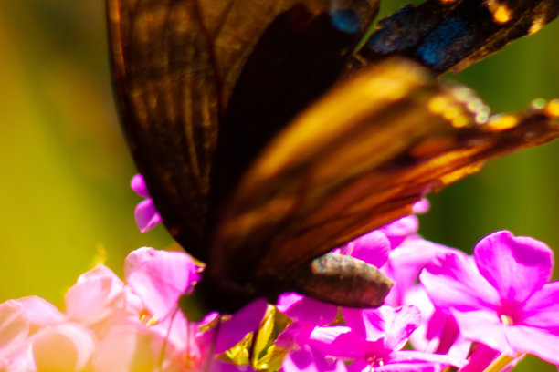 蝴蝶在一群粉红色的花上图片下载