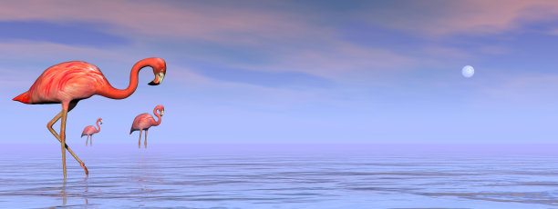 水中的粉色火烈鸟- 3D渲染图片下载