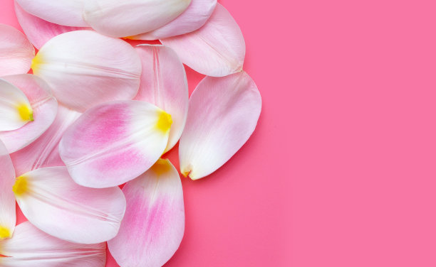 粉红色背景上的郁金香花瓣。图片下载