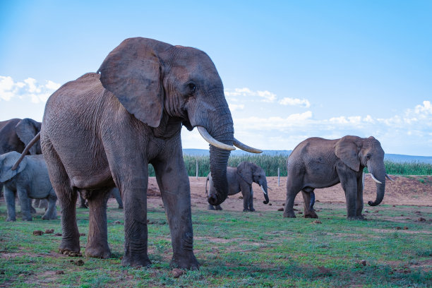 南非阿多大象公园，阿多大象公园里的大象家族，大象在水池里洗澡图片下载