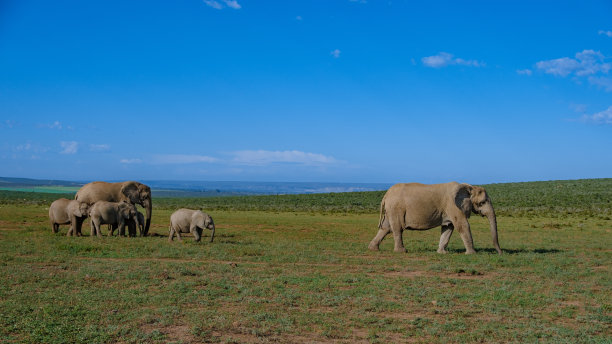 南非阿多大象公园，阿多大象公园里的大象家族，大象在水池里洗澡图片下载