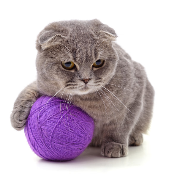 小猫和球。图片下载