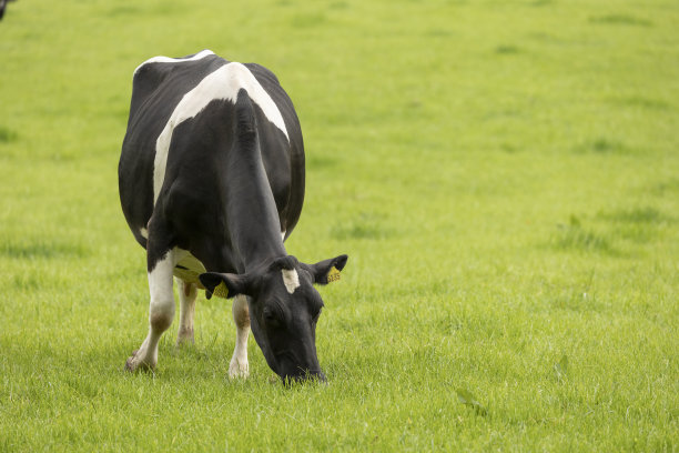 黑白奶牛图片下载