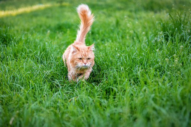 高草丛中的红姜猫图片下载