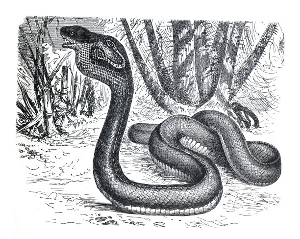 复古毒蛇眼镜蛇或延髓麻痹蛇，野生动物，热带野生动物手绘雕刻插图，蛇海报图片下载