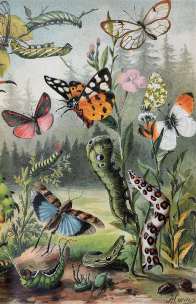 热带和异国情调的蝴蝶海报。像毛毛虫，蝴蝶，自然界的小昆虫。复古花朵图案。植物的。花卉。景观植物丛林。图片下载