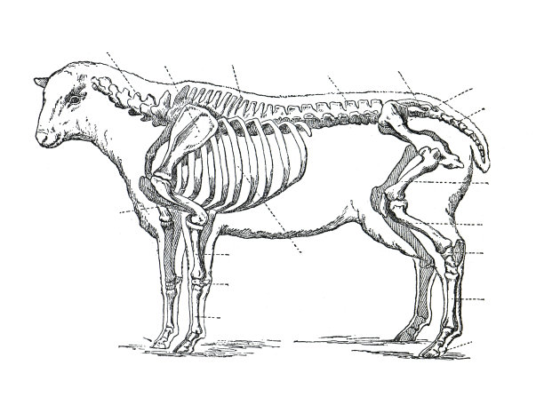 羊解剖学。仿古雕刻手绘插画。图片下载