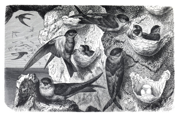 古燕子或Colloeallia esculenta。手绘雕刻珍稀保护鸟类插图。图片下载