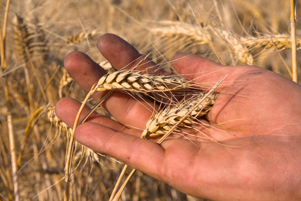 在一个人的手中，麦田里的麦穗图片下载
