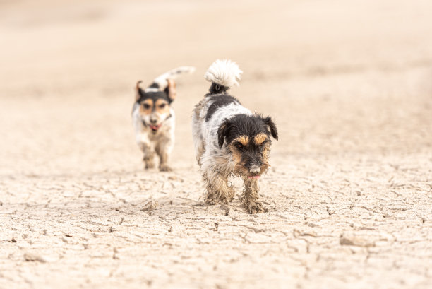可爱的狗狗在沙地上奔跑，玩得很开心。两只杰克罗素梗图片下载