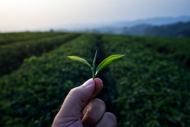 有机绿茶农场清晨手工采摘茶叶的特写图片下载