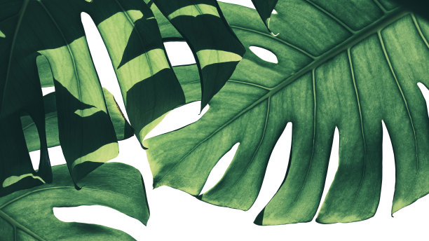 热带叶，绿色monstera植物图片下载