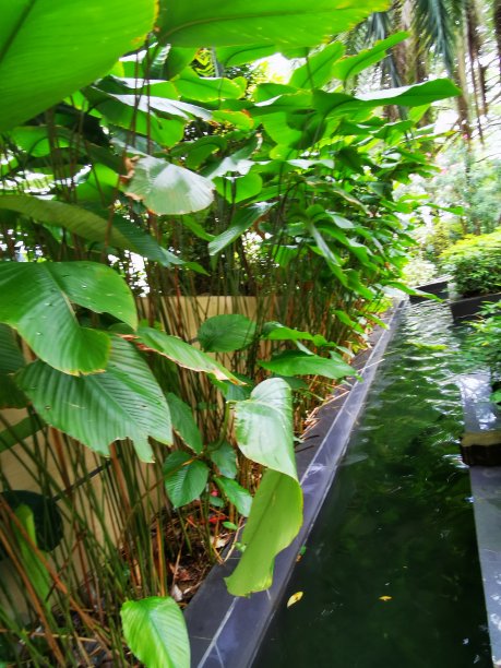 花园周围的小型鱼塘充满了绿色植物。图片下载