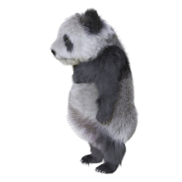 熊猫宝宝3d插图孤立的白色背景图片下载