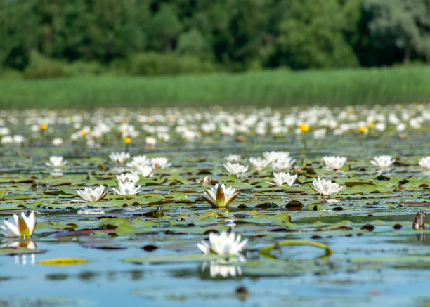 在一个阳光明媚的夏日，河岸上的水生植被，荷花背景照片在一个水罐中非常美丽，萨拉卡河，Burtnieki湖，拉脱维亚图片下载