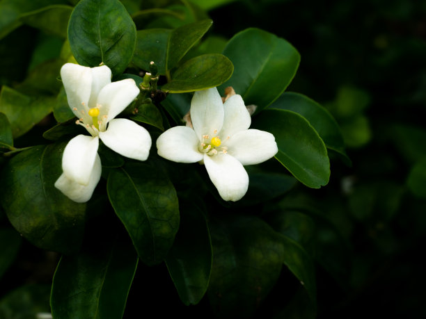 锦木花开始绽放图片下载