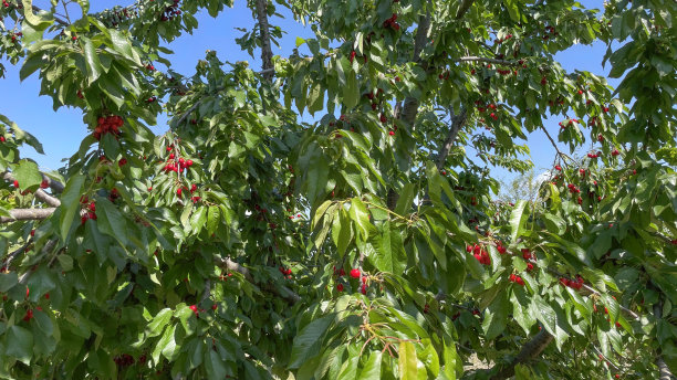 樱桃是夏天最美味的水果之一。图片下载