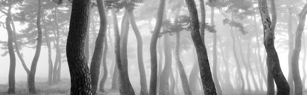 雾中的松林图片下载