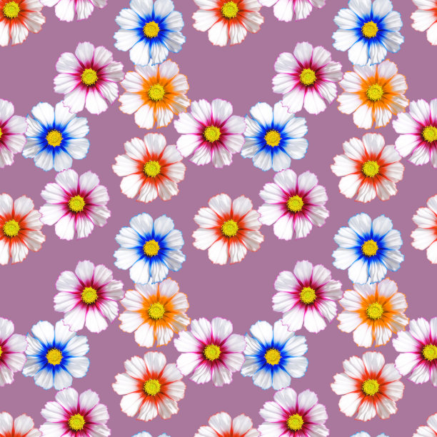 宇宙,kosmeya。插图，花的纹理。连续复制的无缝模式。花卉背景，照片拼贴纺织品，棉织物。用于墙纸、封面、印刷品图片下载