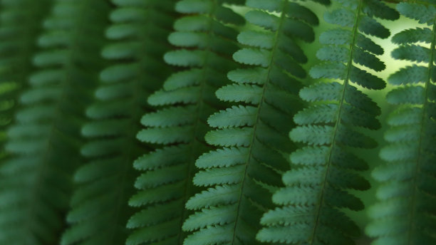模糊的蕨类植物的叶子。自然的蕨类植物的背景。图片为屏幕保护程序，墙纸，卡片设计。森林中的蕨类植物。自然花卉蕨类背景在阳光与绿色模糊。绿色的背景图片下载
