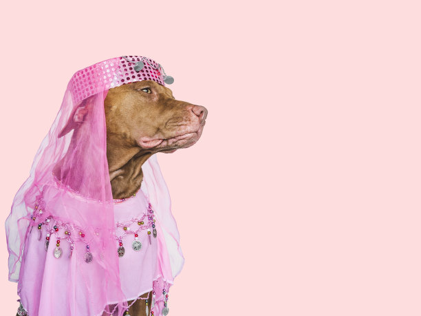 可爱的，漂亮的棕色小狗和派对礼服图片下载