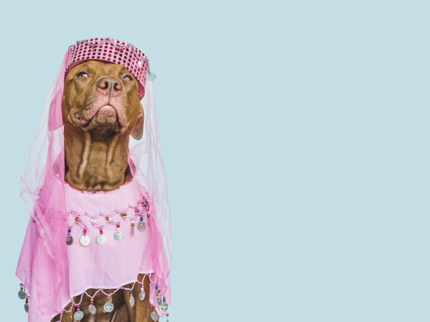 可爱的，漂亮的棕色小狗和派对礼服图片下载