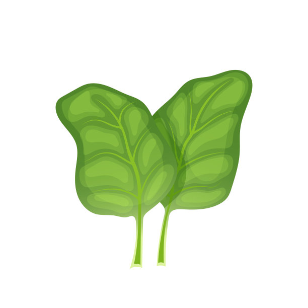 菠菜叶绿色卡通矢量插图图片下载