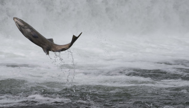煎三文鱼图片下载
