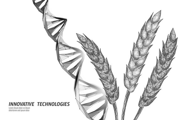 转基因小麦基因修饰植物科学化学图片下载