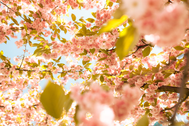 春天的樱花开得柔和。樱花的季节。漂亮的抽象彩色背景。春天。有选择性的重点图片下载