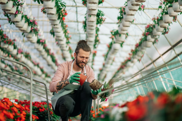 花匠与花卉在植物苗圃温室工作。图片下载