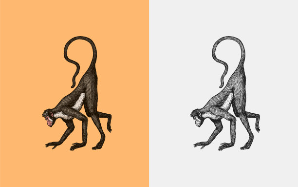 哥伦比亚白面卷尾猴或猕猴在爬行。复古风格的猴子。木刻风格的手绘雕刻素描图片下载