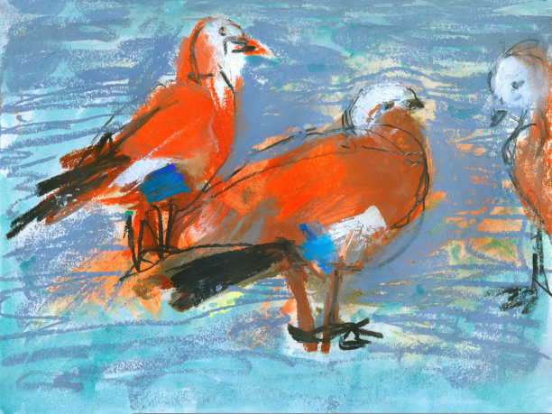 池塘里的野鸭。奥加或红鸭子。图片下载