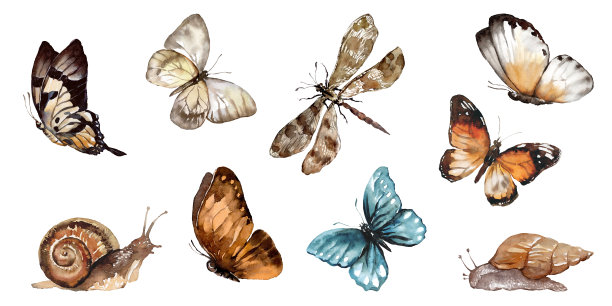 水彩斑斓的蝴蝶，蜗牛，昆虫，孤立在白色的背景。图片下载