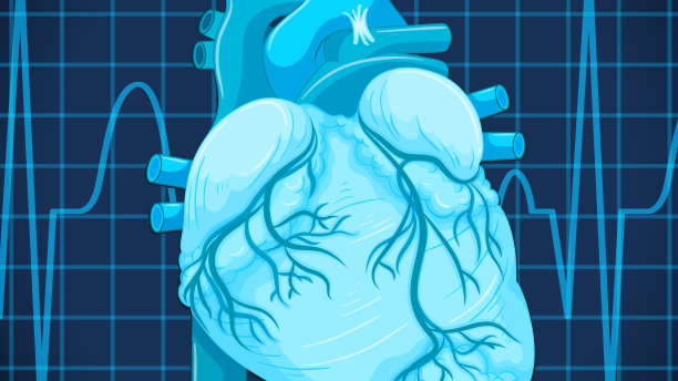 有心脏的人体内部器官图片下载