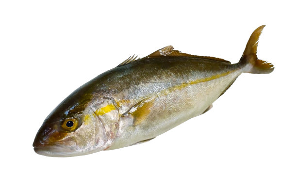 大琥珀(Kanpachi)鱼的身体切割在白色的背景。图片下载