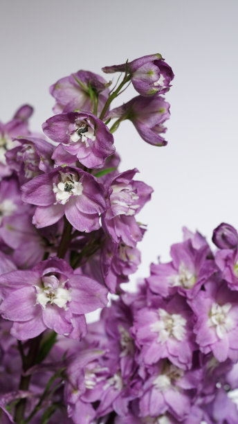 特写照片紫色飞燕草的分支在灰色的背景，季节性的花盛开在花园。美丽自然的旗帜，婚礼的卡片。夏日野花，拷贝空间，选择性聚焦。宏图片下载