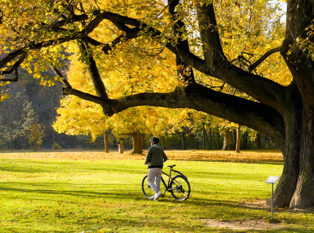 一个小男孩骑着自行车在秋天的公园里一棵巨大的菩提树下散步。秋季还是人们活动的概念形象。图片下载