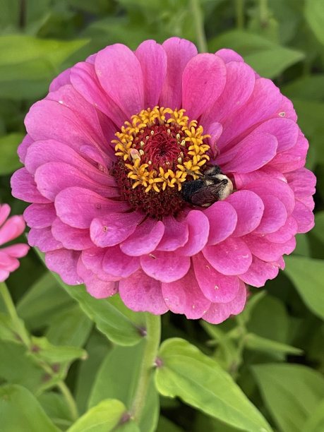 睡在百日草上的泡泡蜂图片下载