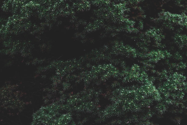 自然背景，针叶树的纹理分支。图片下载