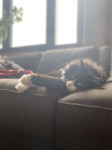 黑白猫躺在灰色的沙发上图片下载
