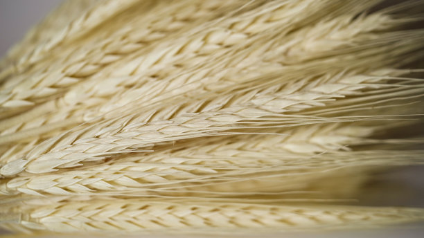 小麦成熟金穗微距照片，选择性聚焦。美丽的自然背景。乌克兰农业、粮食产量、小麦。世界危机,饥荒。柔软的黄色耳朵的特写。图片下载