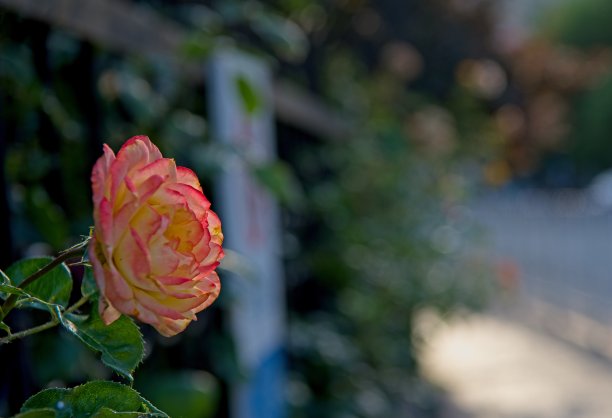 粉色玫瑰图片下载