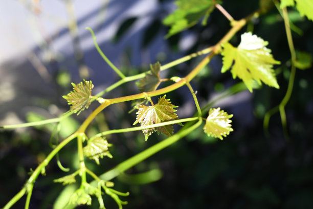 葡萄藤的幼枝图片下载