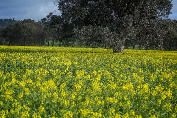 Bendigo外的油菜籽田图片下载