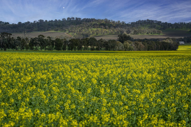 Bendigo外的油菜籽田图片下载