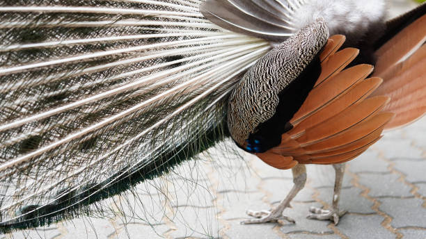 后视图特写雄孔雀的尾巴。自然公园,动物园,珍奇的鸟。孔雀羽毛的纹理图片下载