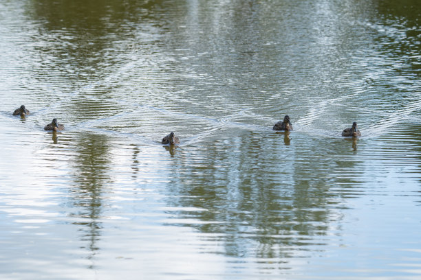 公园里的野鸭在水面上，在草坪上图片下载