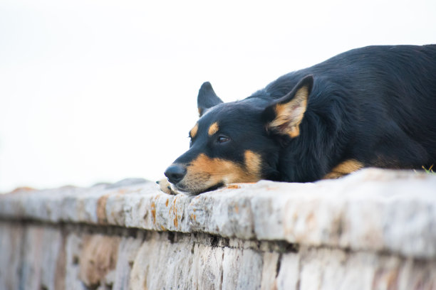 被遗弃的狗用忧郁的眼神等待着主人的归来。虐待动物的概念。图片下载