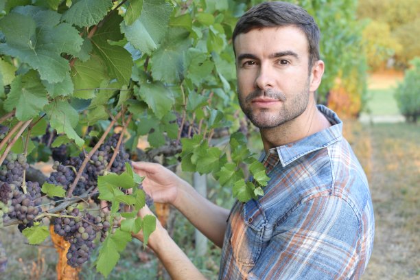 英俊的农民在美丽的葡萄园图片下载